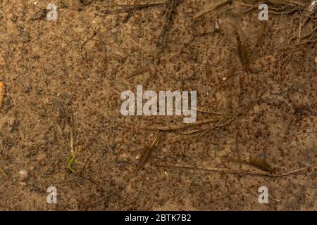 Fairy Shrimp da Jefferson County, Colorado, Stati Uniti. Foto Stock