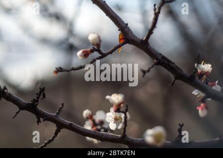 Mazzi di fiori di ciliegio bianco. Primo piano rami primaverili di ciliegia in fiore, petali bianchi. Contro il cielo. Frutteto di ciliegia fiorente di primavera. Naturale l Foto Stock