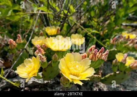 L' Opuntia humifusa (Devil's-lingua, Eastern ficodindia, Indian fig.) con fiori gialli, sulla spiaggia vicino mare del Nord Porto di Long Island, New York, Stati Uniti d'America. Foto Stock