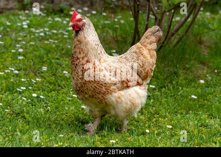 Gallina in piedi in un paddock erboso. Foto Stock