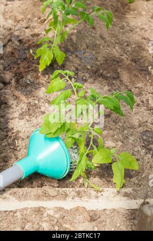 Piantati di fresco piantare piantine di pomodoro sono annaffiati da una lattina di irrigazione nella serra Foto Stock