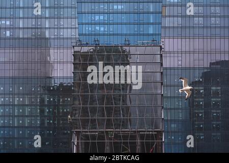 riflessi colorati su un edificio di vetro blu con gabbiano Foto Stock