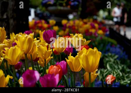 tulip Garden per le strade di Chicago Foto Stock