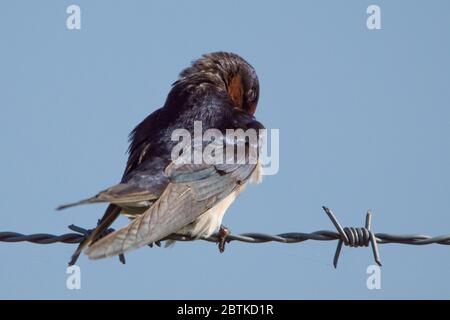 Glasgow, Scozia, Regno Unito. 26 Maggio 2020. Nella foto: Un Swallow perches alla luce del sole di sera su mentre perching su una recinzione spinato di filo. Credit: Colin Fisher/Alamy Live News Foto Stock