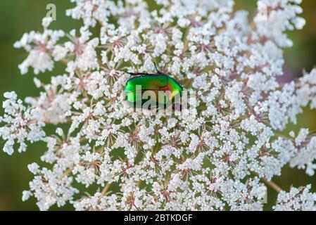 La tana verde di rosa di Beetle raccoglie nettare sui fiori di rowan, primo piano Foto Stock