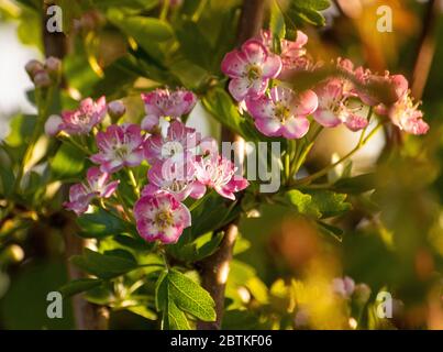 Fiori di biancospino, biancospino bello, flora in primavera, campagna, Bedfordshire, Regno Unito Foto Stock