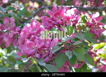 Un albero di mele di granchio fiorisce a metà maggio con fiori rossi di pinkish beutiful prima che cadano via e danno il posto alle piccole mele di granchio. Foto Stock