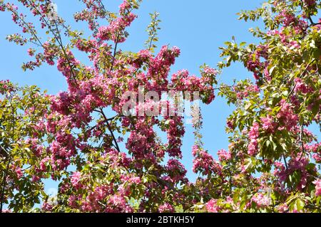 Ampia vista angolare dei fiori di granchio di mela in una bella mattina soleggiata. Foto Stock