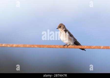 Swallow settentrionale ad ala ruvida a Richmond BC Canada Foto Stock