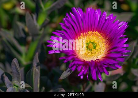 Primo piano dei floser viola. Deserto fiorito. Lampranthus spectabilis (pianta di ghiaccio trainata) in fiore Foto Stock