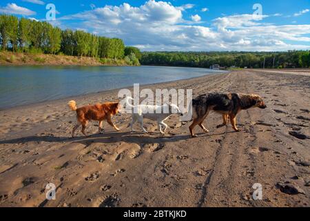 cani che camminano insieme sulla riva del fiume Foto Stock