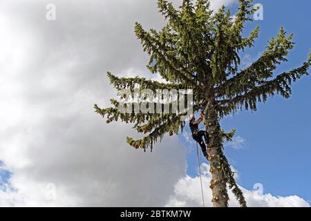 Un arborista che taglia rami da un abete (abete rosso) che si prepara a tagliare l'intero albero Foto Stock