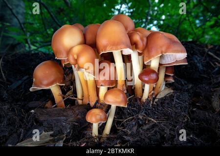 Gruppo di funghi emergenti (Gymnopus dryophilus) - Brevard, Carolina del Nord, Stati Uniti Foto Stock