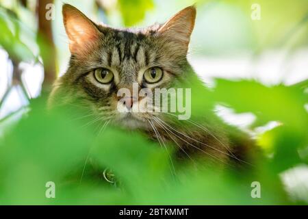 Primo piano di gatto domestico che spavola attraverso foglie verdi - Brevard, Carolina del Nord, Stati Uniti Foto Stock