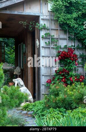 Clematis Niobe su trellis , statua del cane Foto Stock