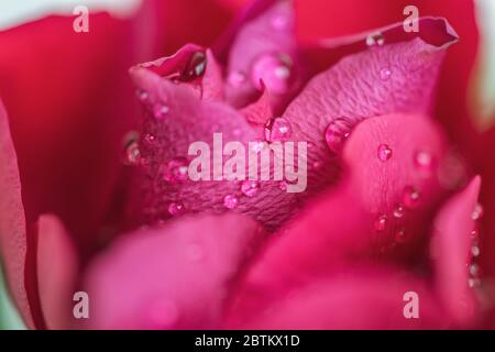 Bella rosa rossa con gocce d'acqua. Primo piano. Foto Stock