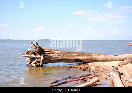 Un tronco di albero di scarico si trova sulla riva sabbiosa con radici nelle acque di un grande lago. Primo piano. Foto Stock