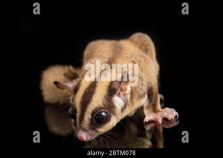 Aliante di zucchero - BREVANI di Petaurus isolati su sfondo nero Foto Stock