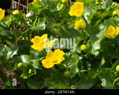 Pianta con petali gialli. Gruppo di Marigold palude (Caltha palustris) che cresce vicino ad un piccolo fiume, primavera fiorisce brillantemente.giallo primavera fiore primo piano v Foto Stock