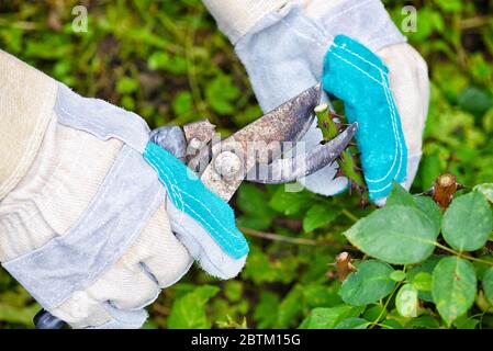 Potare rose in giardino, mani di giardiniere con secateurs Foto Stock