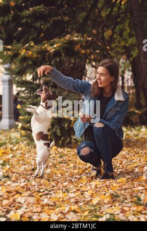 Cane e proprietario a piedi autunnale parco. Il giorno d'autunno, Jack Russel Terrier ha ripubled il cane all'aperto nella natura sull'erba. Umore giocoso. Tempo libero espressivo divertente. Allevatore e il suo animale domestico ad addestramento. Animali amici. Foto Stock