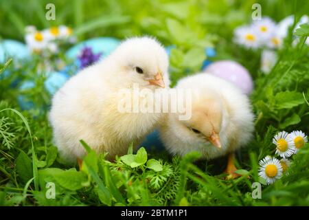 Polli con uova di Pasqua colorate dipinte su erba verde Foto Stock