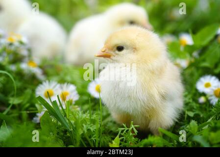 Polli piccoli su erba verde con margherite Foto Stock
