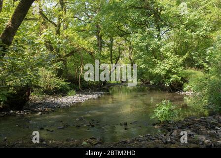 Posizione isolata sul fiume Little Dart in una foresta nella campagna rurale del Devon, Inghilterra, Regno Unito Foto Stock