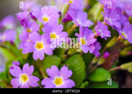 Fiori primaverili di Primula juliae (Julias Primrose) o primula viola con gocce di rugiada nel giardino delle sorgenti. Foto Stock