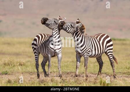 Due pianure adulte Zebra mordicchiando e combattendo Masai Mara Kenya Foto Stock