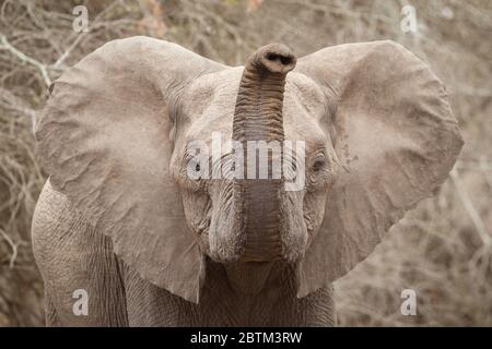 Giovane elefante con tronco in aria e le orecchie aprono Kruger Park Sud Africa Foto Stock