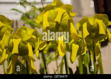 Primo piano dei fiori di una pianta gialla di caraffa, Sarracenia flava o Gelbe Schlauchpflanze Foto Stock