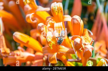 Un'ape africana di miele isolata in un mare di fiori d'arancio all'aperto Foto Stock