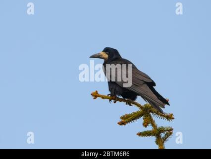 Rook, corvus frugilegus, arroccato sulla cima di un albero di pelliccia sopra un giardino britannico Foto Stock