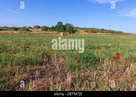 Papaveri rossi fiori tra l'erba su un campo di grano falciato sullo sfondo di un cielo blu con le nuvole Foto Stock