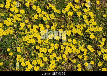 Fiori gialli di cinquefeil strisciante come sfondo floreale, pentole rettans o Kriechende Fingerkraut Foto Stock