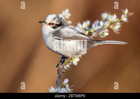 Warbler sardo (Sylvia melanocephala), vista laterale di un maschio leucaristico arroccato su una branca di Blackthorn, Campania, Italia Foto Stock