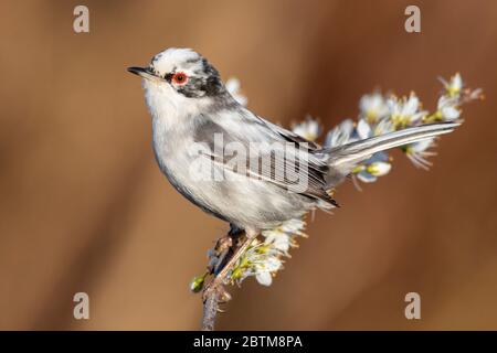 Warbler sardo (Sylvia melanocephala), vista laterale di un maschio leucaristico arroccato su una branca di Blackthorn, Campania, Italia Foto Stock