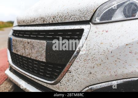 Molti insetti si sono schiantati contro un'auto bianca dopo un lungo viaggio. Zanzare accumulate sulla cappa dopo un viaggio. Foto Stock