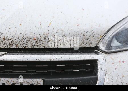 Molti insetti si sono schiantati contro un'auto bianca dopo un lungo viaggio. Zanzare accumulate sulla cappa dopo un viaggio. Foto Stock