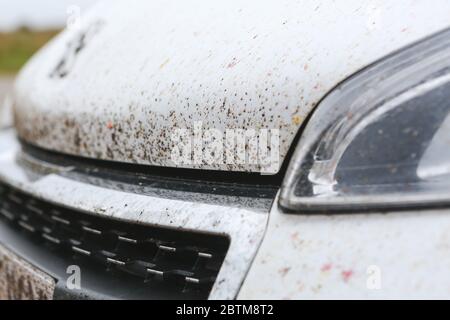 Molti insetti si sono schiantati contro un'auto bianca dopo un lungo viaggio. Zanzare accumulate sulla cappa dopo un viaggio. Foto Stock