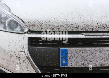 Molti insetti si sono schiantati contro un'auto bianca dopo un lungo viaggio. Zanzare accumulate sulla cappa dopo un viaggio. Foto Stock