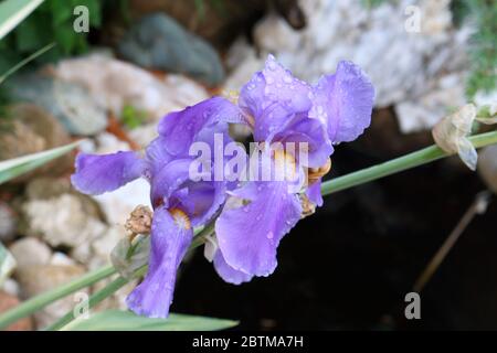 Iris imperatore tedesco (lat. Iris germanica Imperator) Foto Stock