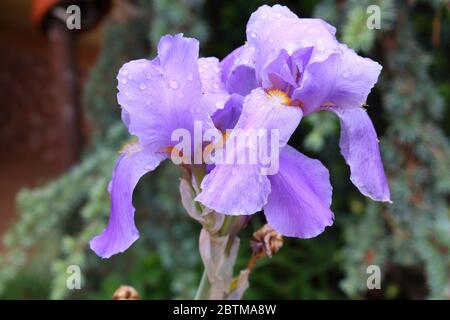 Iris imperatore tedesco (lat. Iris germanica Imperator) Foto Stock