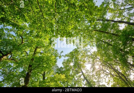 Guarda su in una bella foglia verde baldacchino di alti alberi decidui con vegetazione lussureggiante contro il cielo blu chiaro con il sole. Visto in Germania nel mese di maggio. Foto Stock