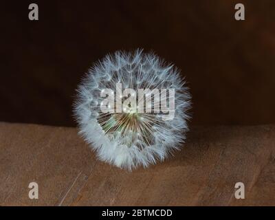 Dente di leone fiore Weed primo piano Fotografia Studio Ritratto Essex Inghilterra Foto Stock