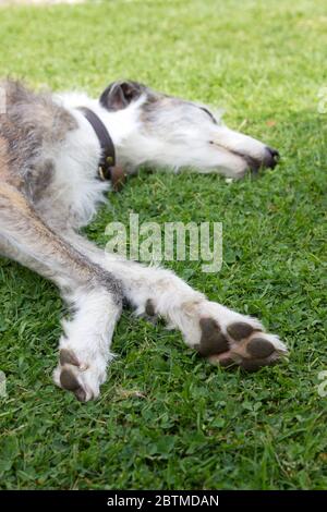 Cane Lurcher sdraiato Foto Stock