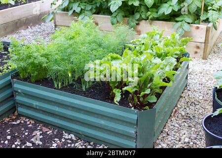 Vegetali di radice che crescono in un letto rialzato piccolo. Foto Stock