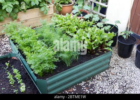 Vegetali di radice che crescono in un letto rialzato piccolo. Foto Stock