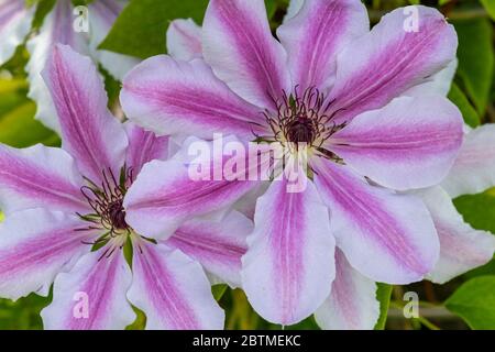 Clematis 'Nelly Moser'. Un grande fiore showy e una delle varietà più popolari mai. Rose Cottage Garden. Foto Stock